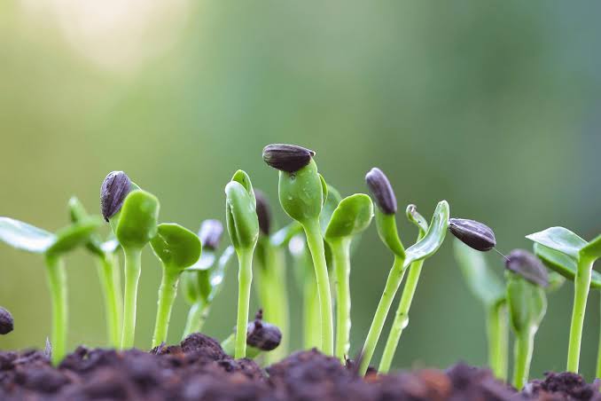Seedlings Supply - main image
