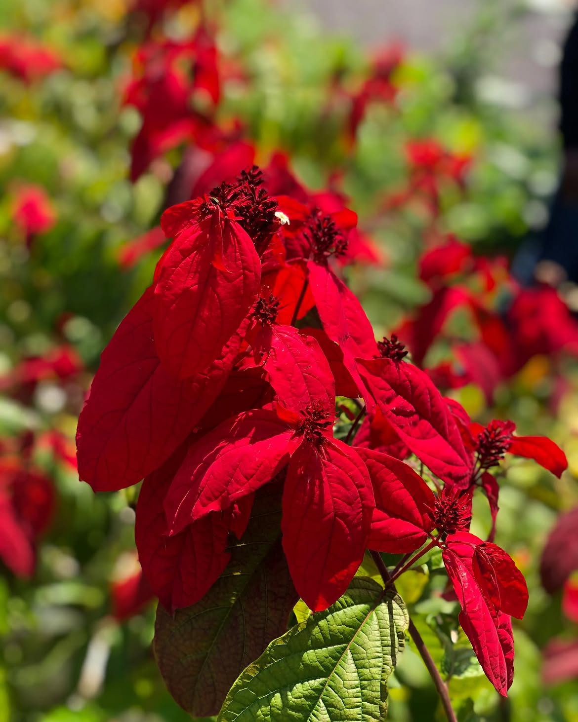 Landscaping Services - main image