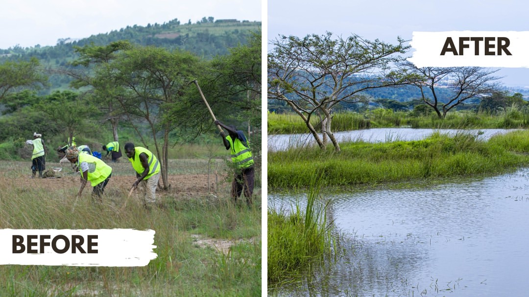 Wetland Site Maintenance - main image