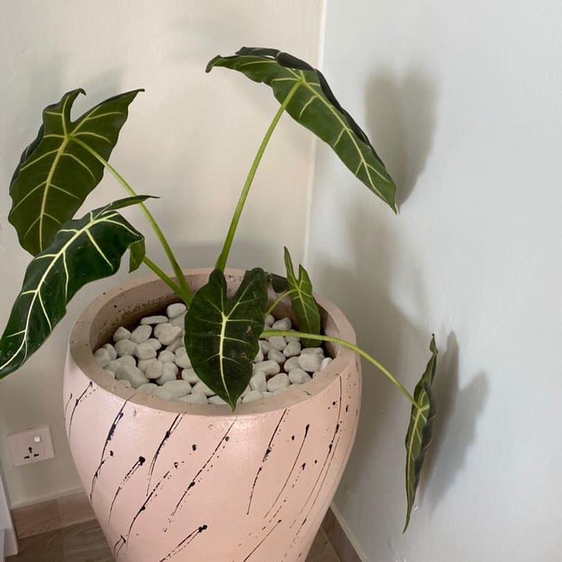 Flower pots - image 2