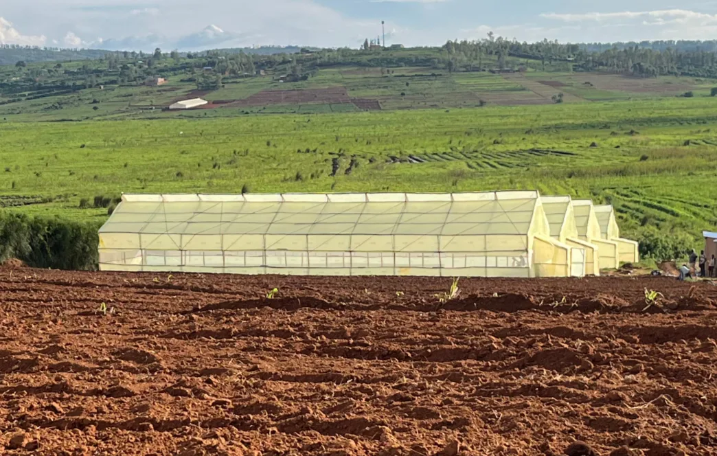 Greenhouses - main image