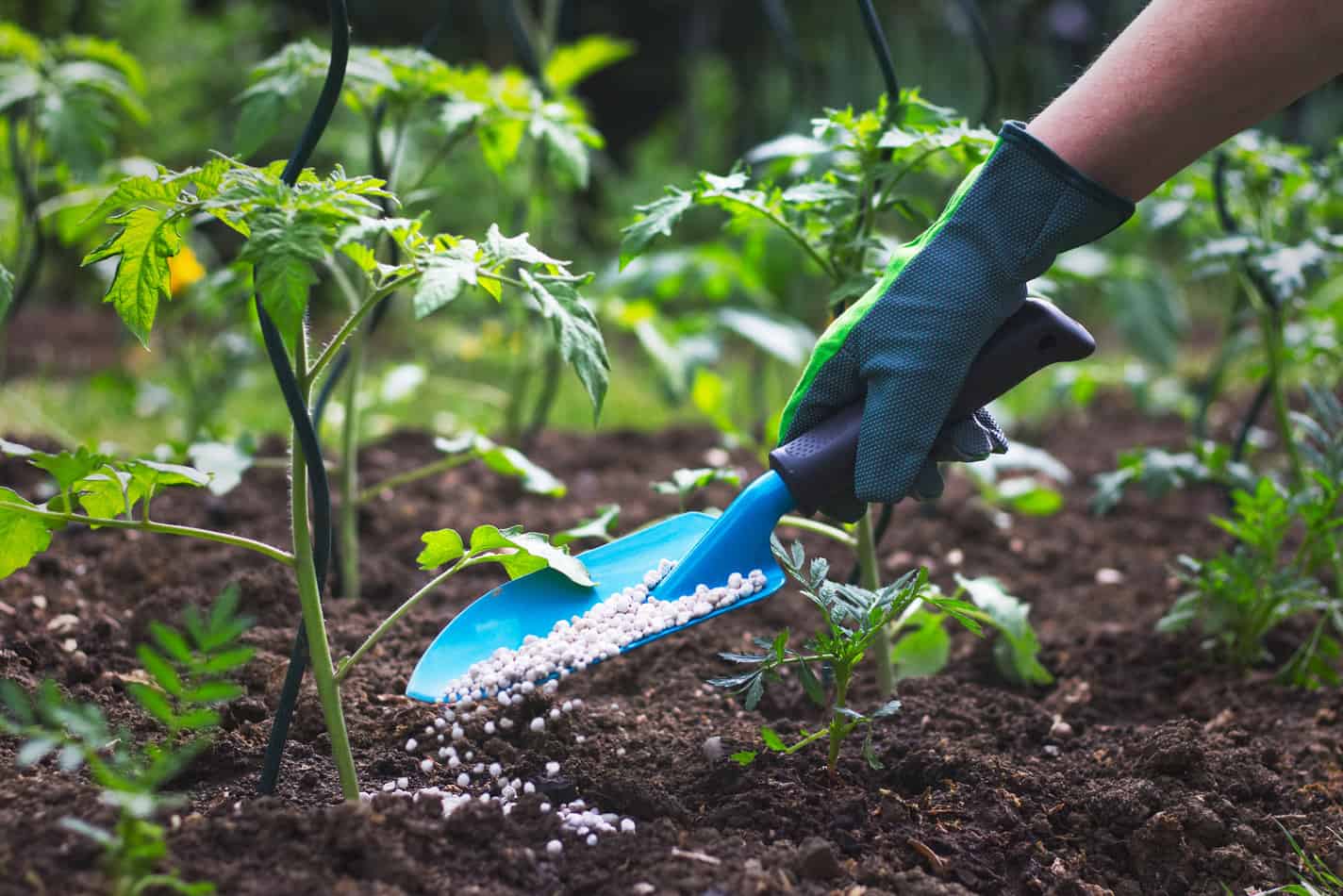 Fertilization and Pest Control - main image