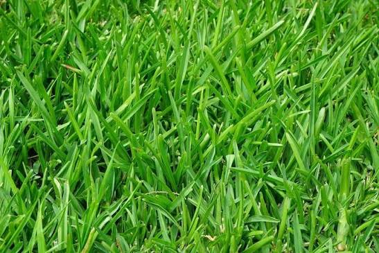 Grass - main image