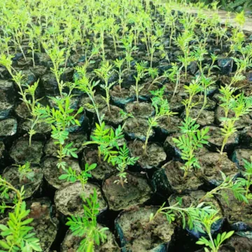 Plant Nursery Development - main image