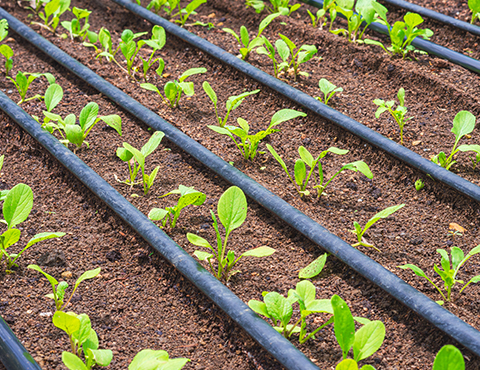 Drip irrigation cylinder - main image