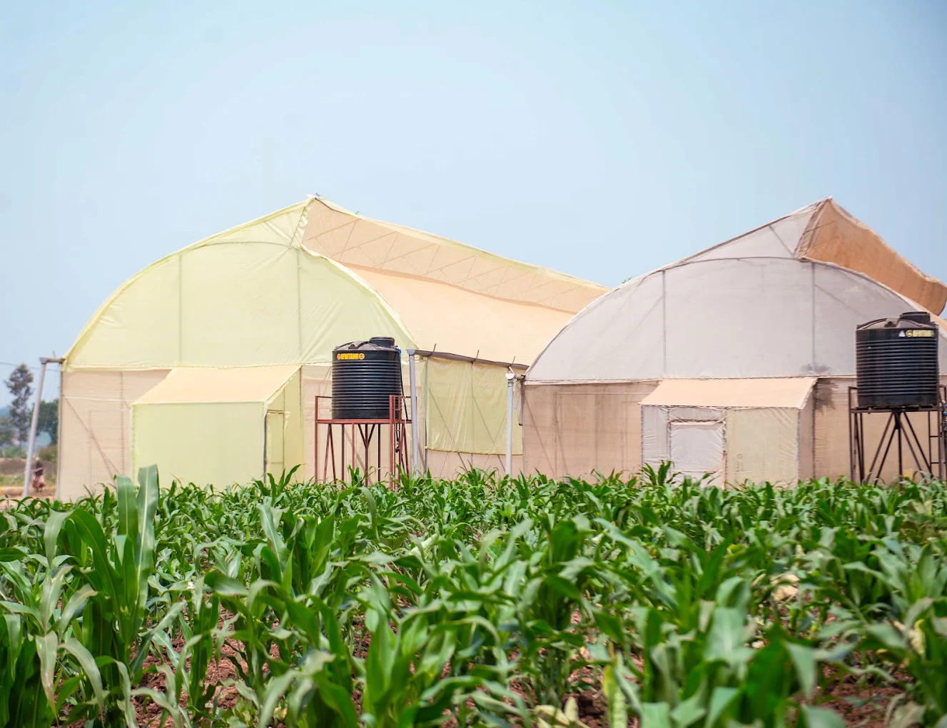 Greenhouses - image 2