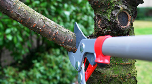Tree Trimming and Removal - main image