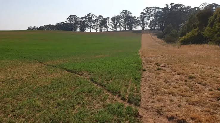 Re-vegetation - main image