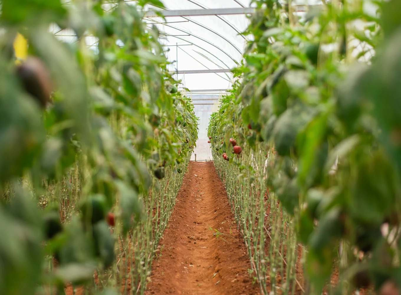 Agricultural Services - main image